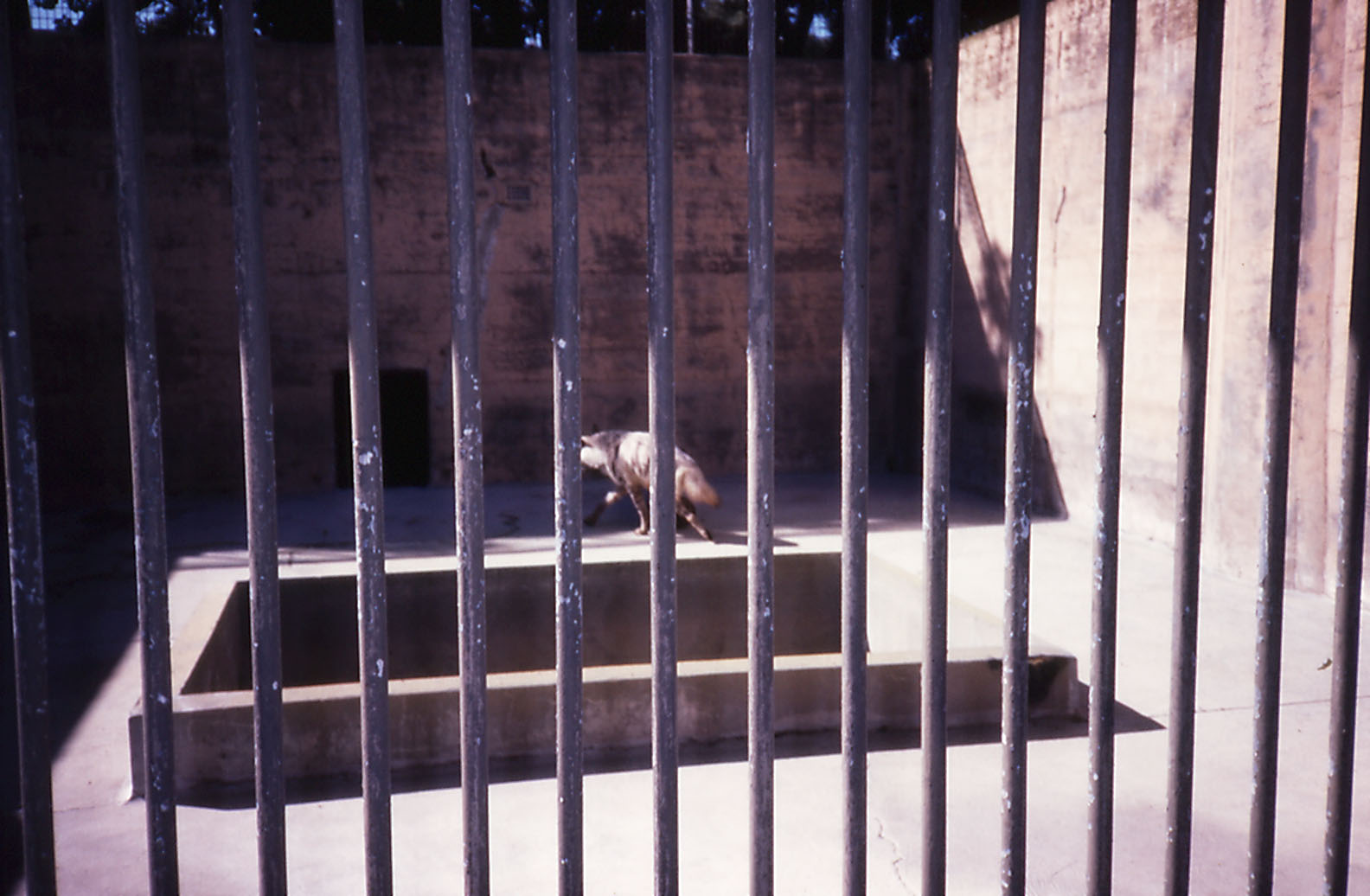 Hyena cage, 1987