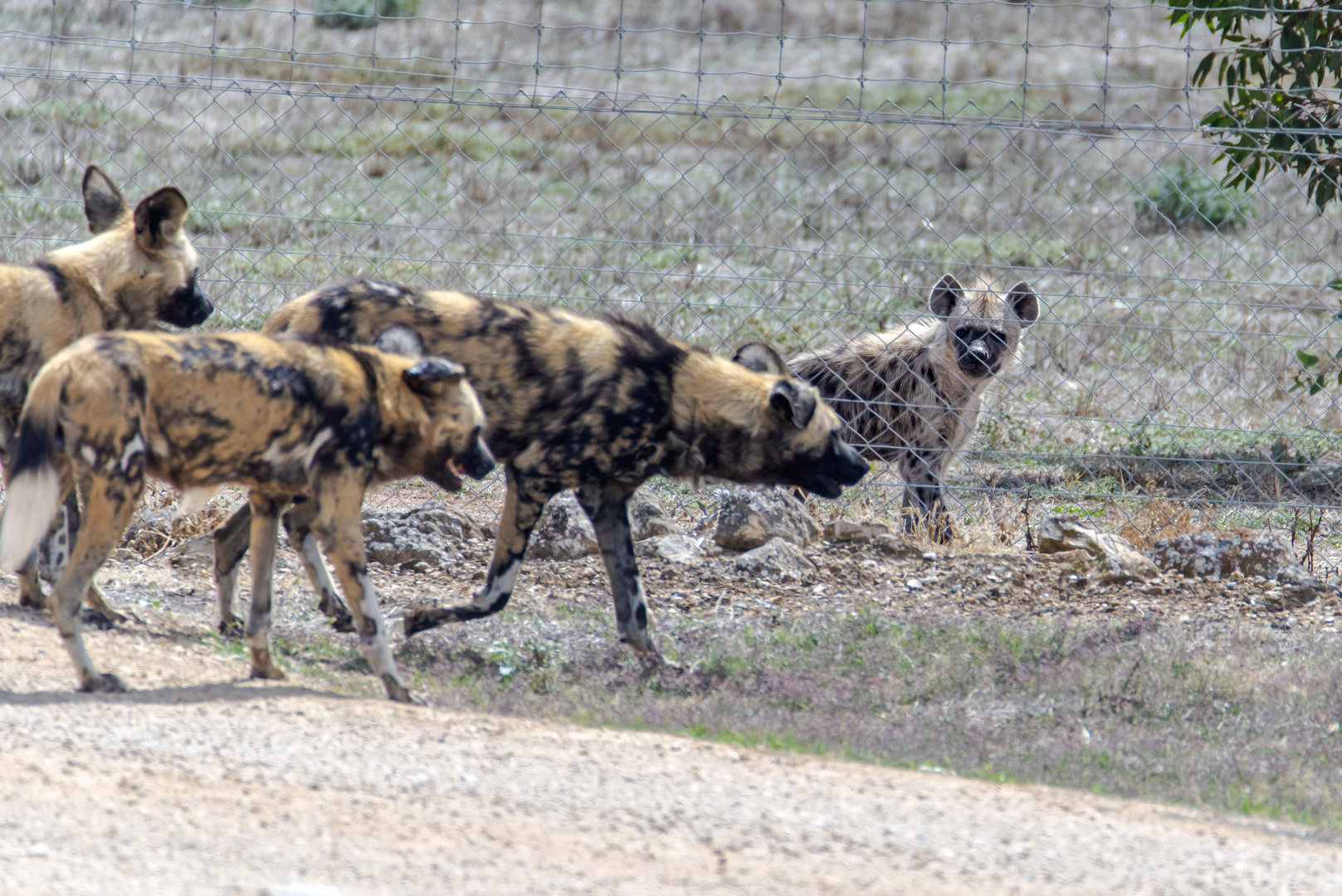 Hyena cub 'Jabali' meets with painted dog neighbours