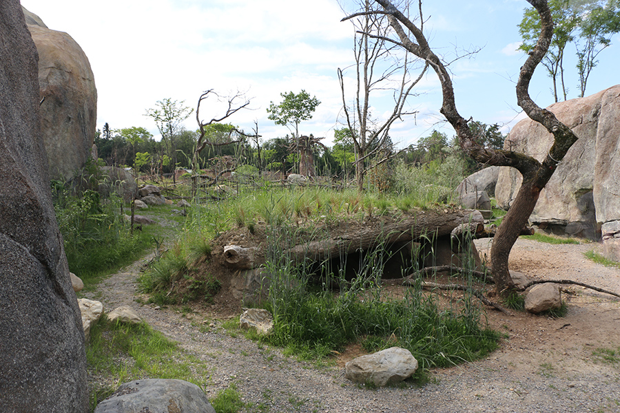 Hyena enclosure with views of main savanna enclosure in background