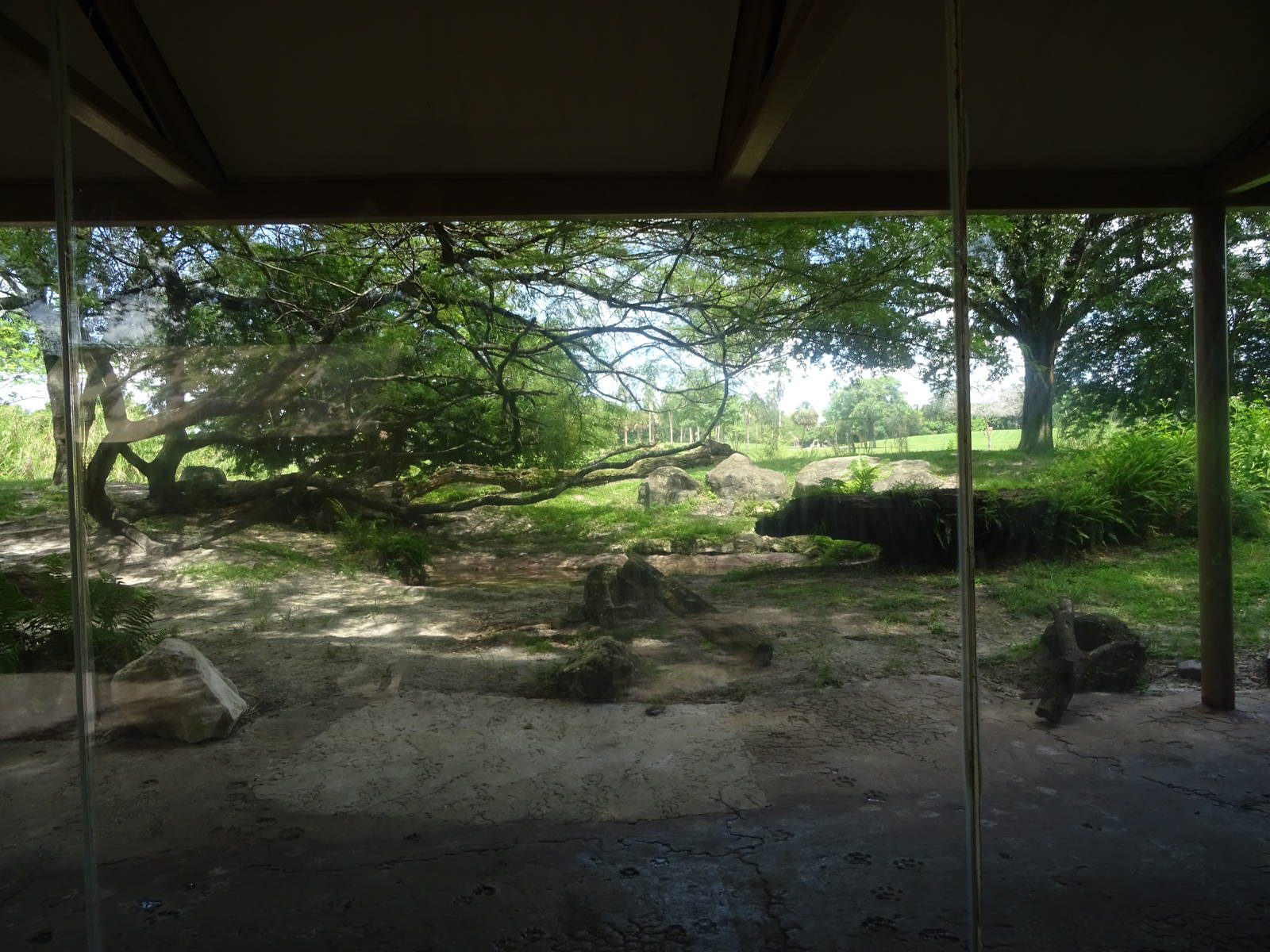Hyena Exhibit Viewing Area at Busch Gardens Tampa