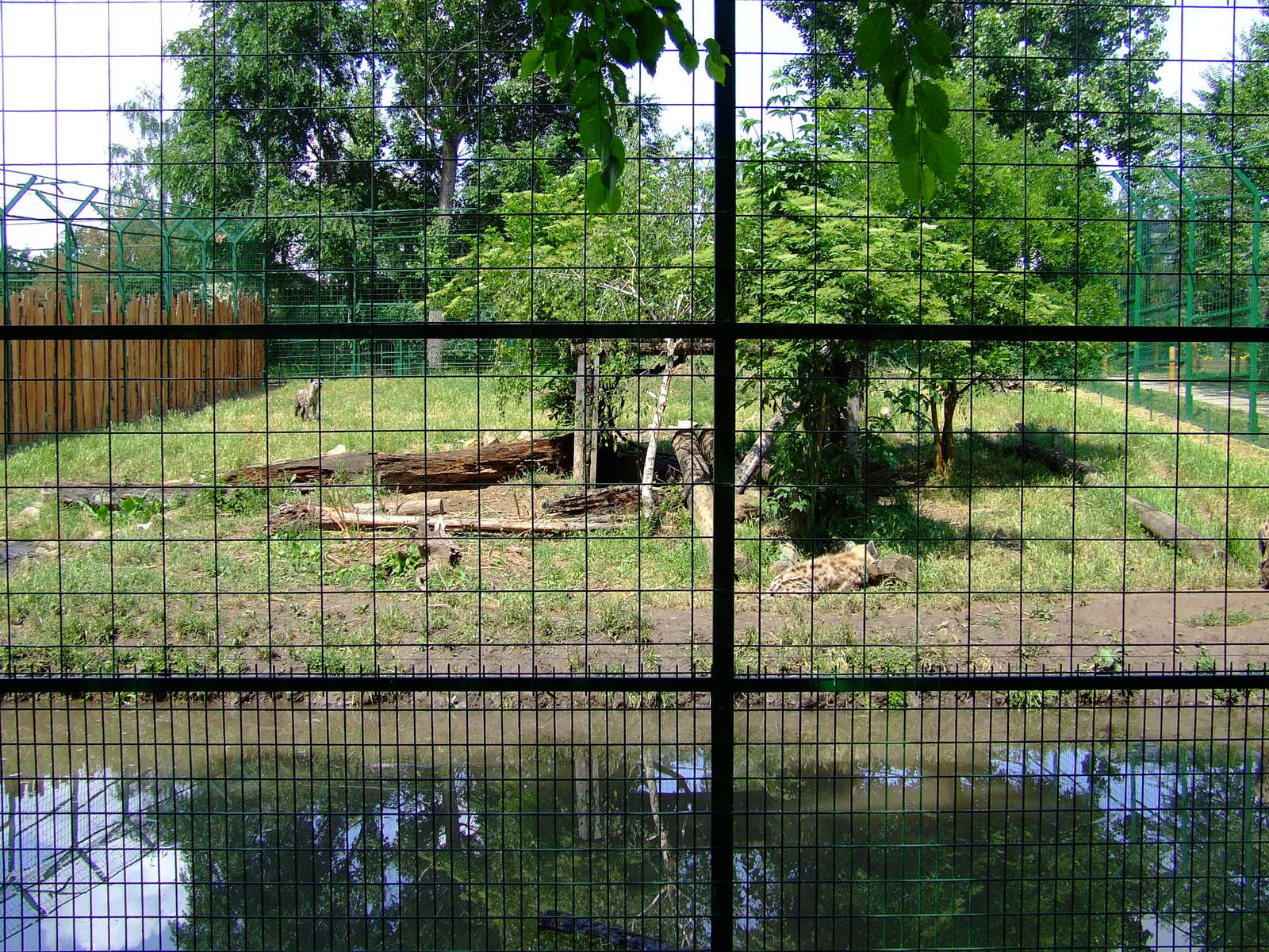 Hyena exhibit