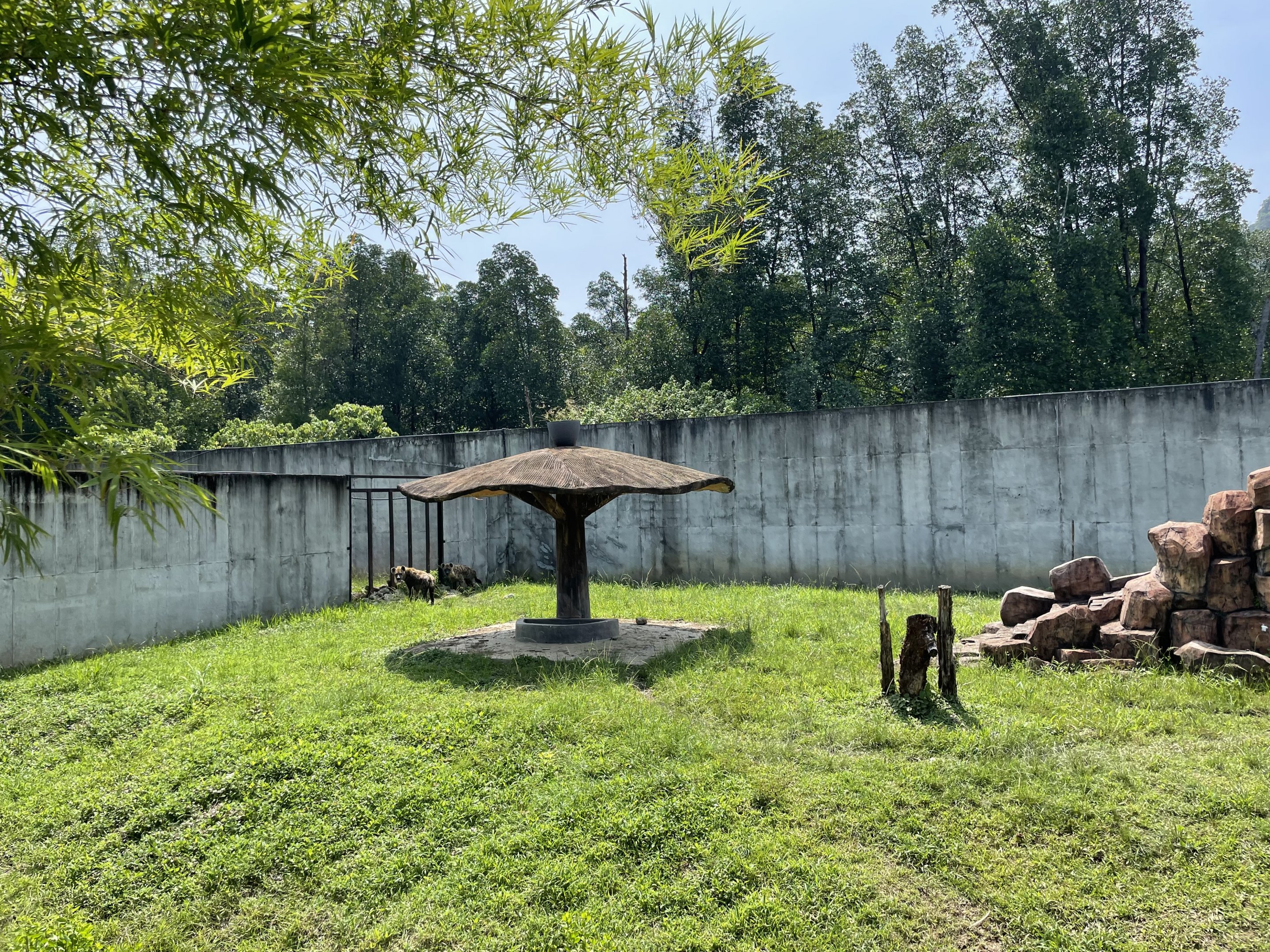 Hyena Exhibit