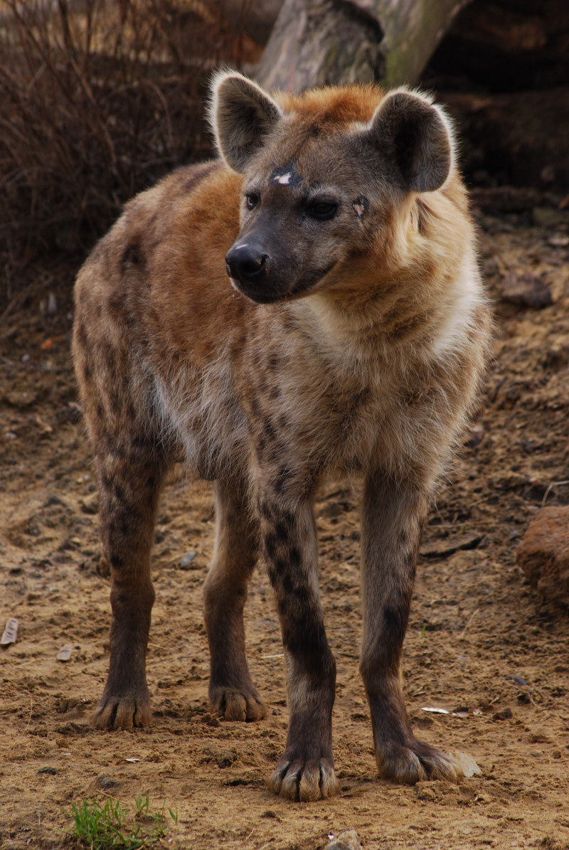 Hyena Fisi