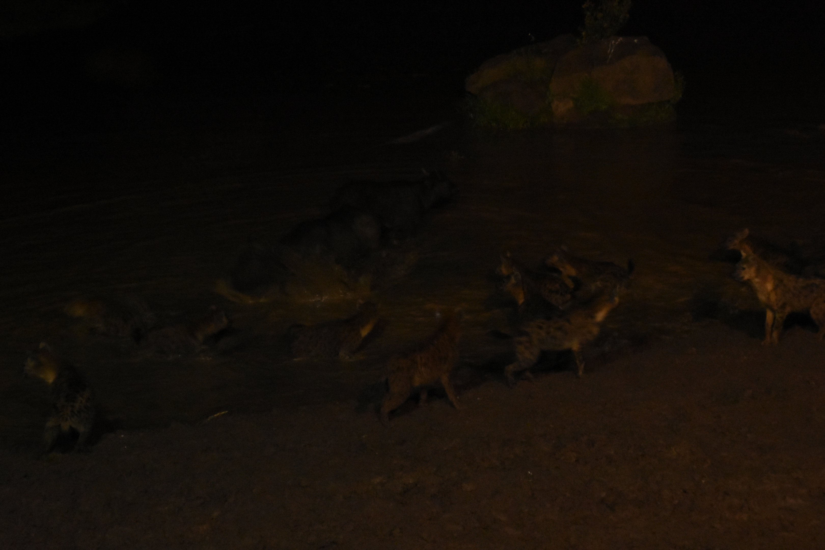 Hyena hunting a buffalo