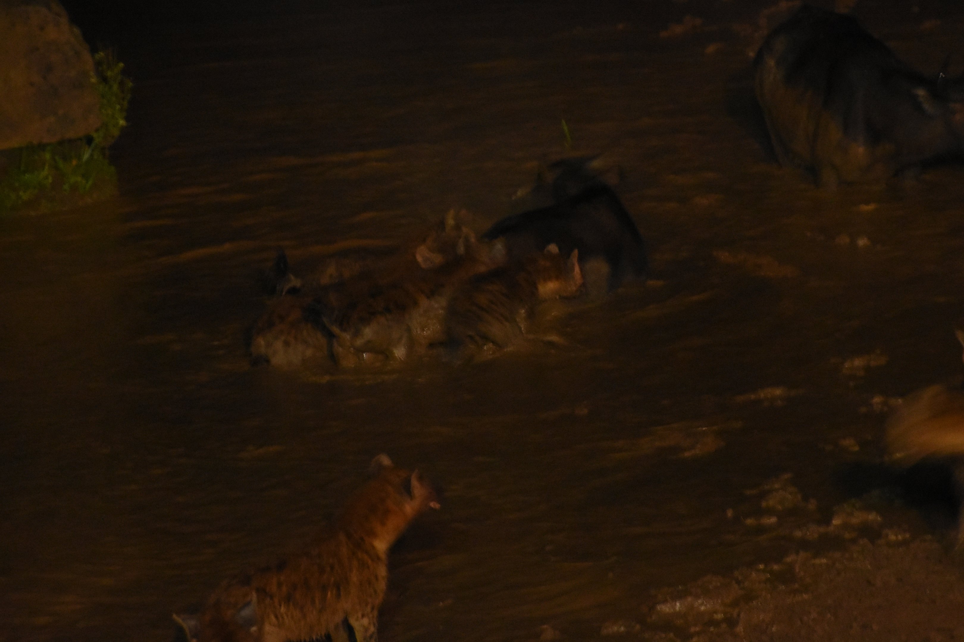 Hyena hunting a buffalo