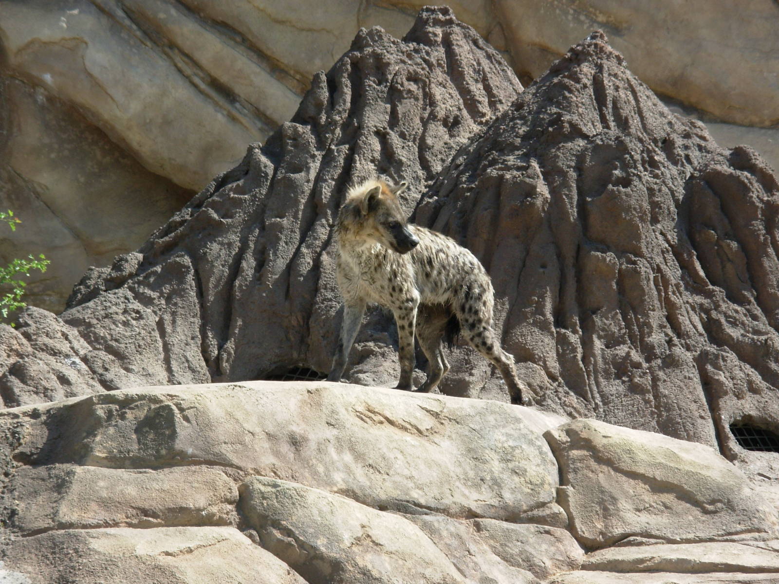 Hyena in Predator Ridge - Denver Zoo
