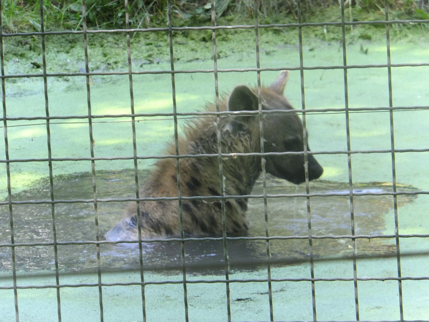 Hyena in the water 2.
