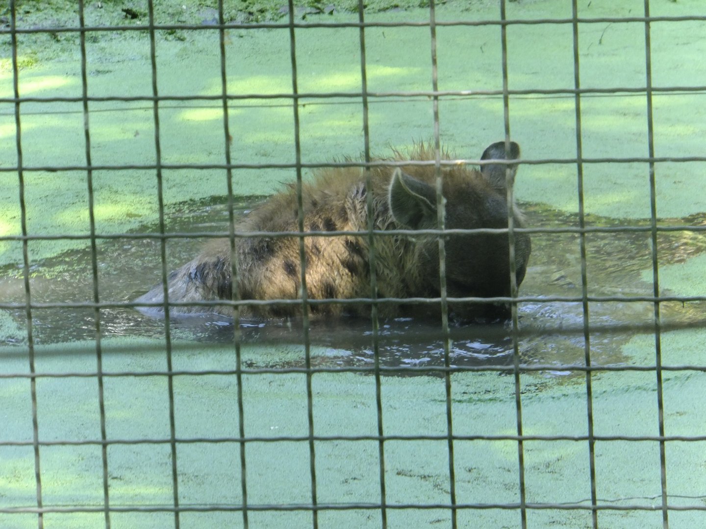 Hyena in the water 3.