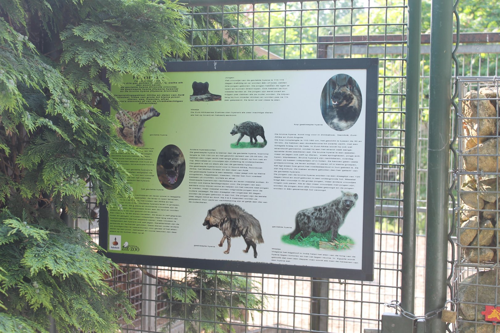 Hyena info-board
