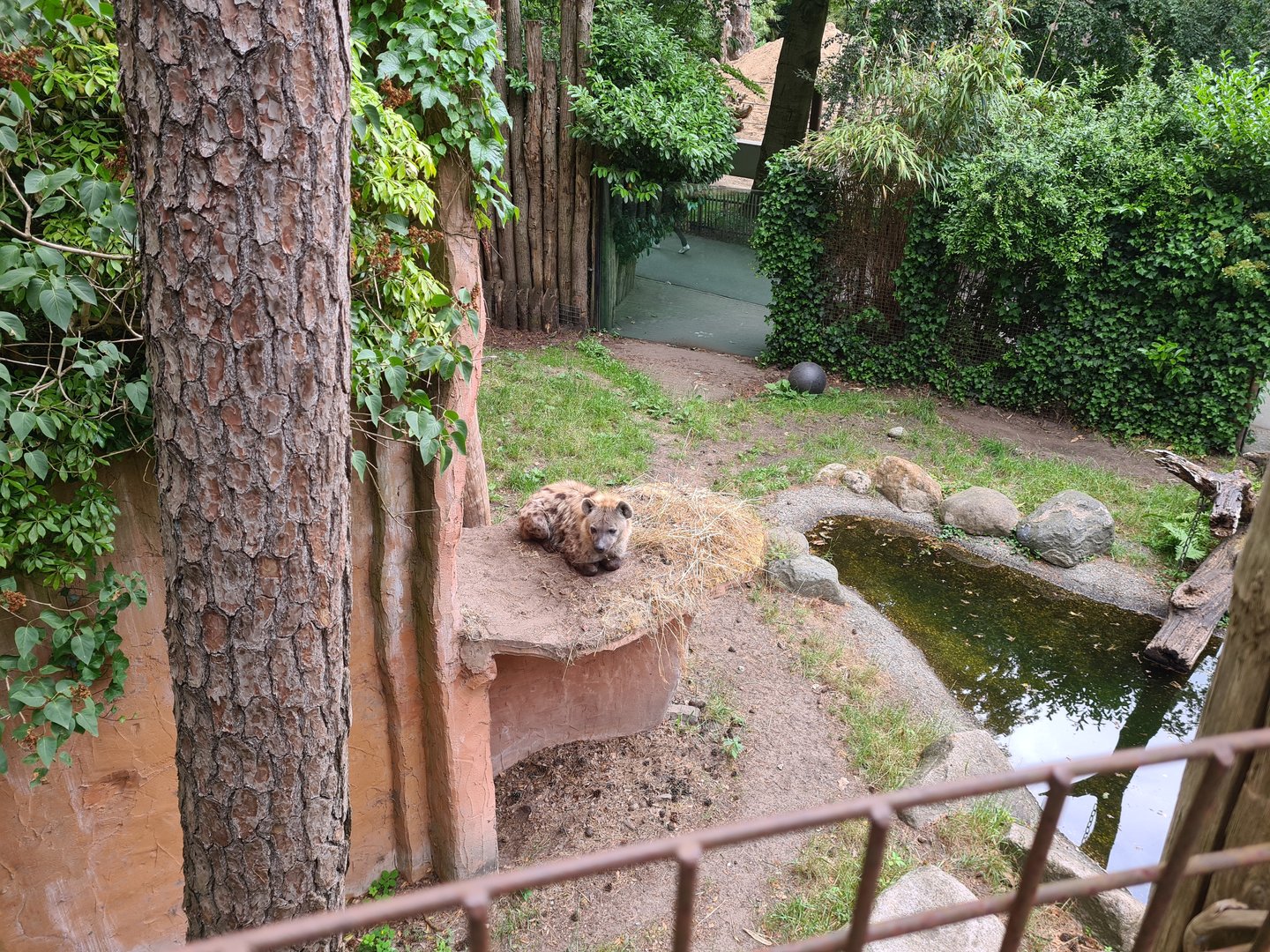 Hyena loaf (viewed from bridge)
