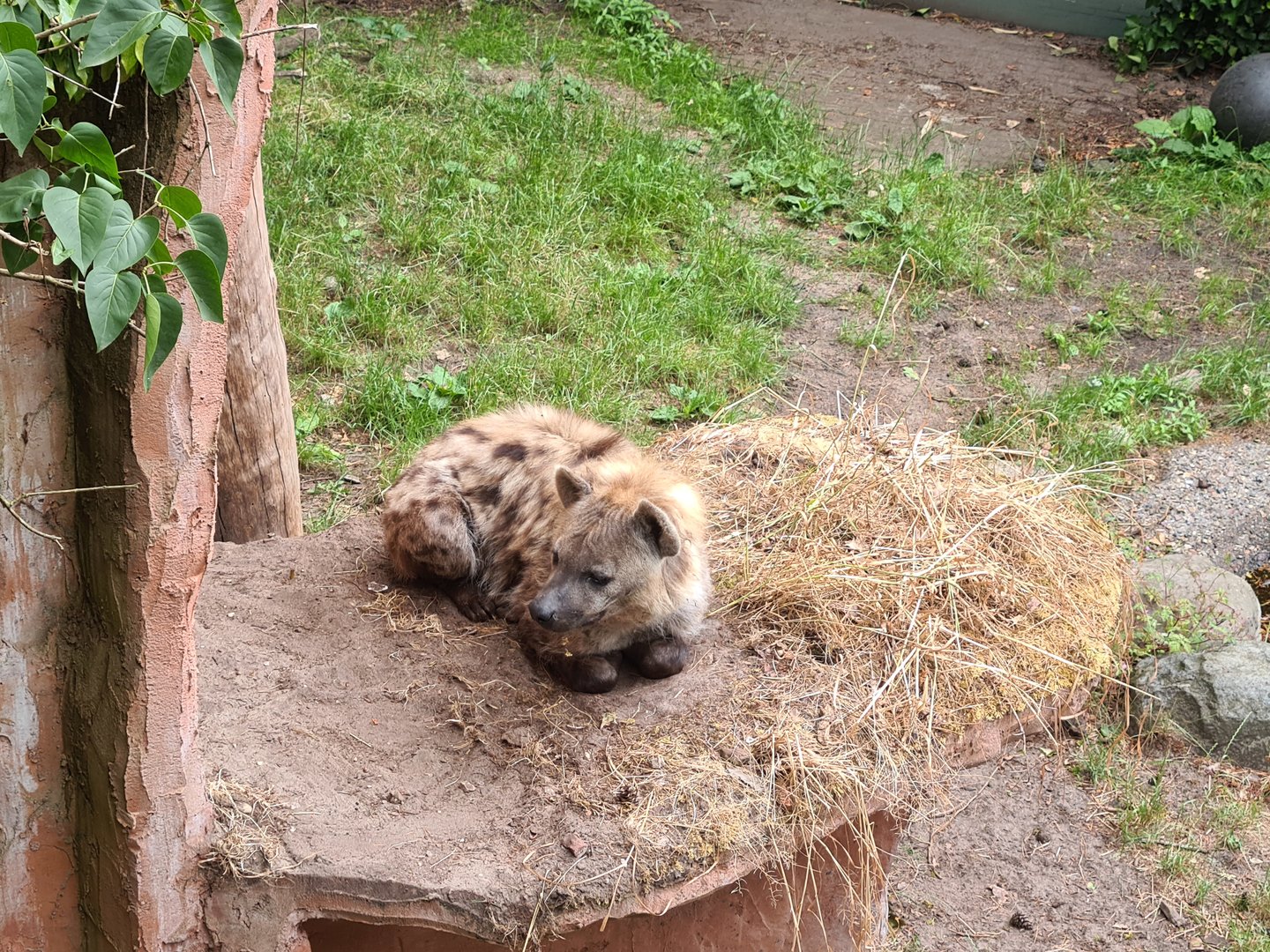 Hyena loaf