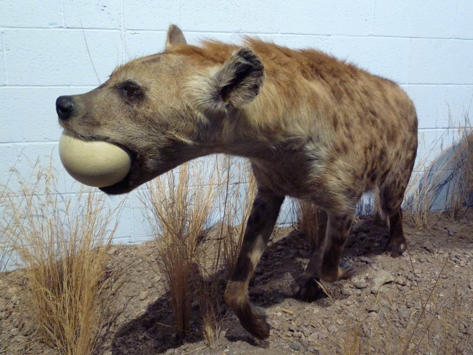 Hyena + Ostrich Egg