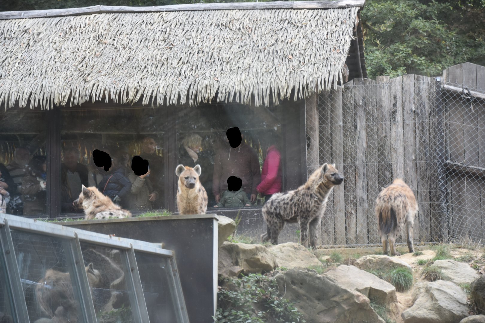 Hyena pack