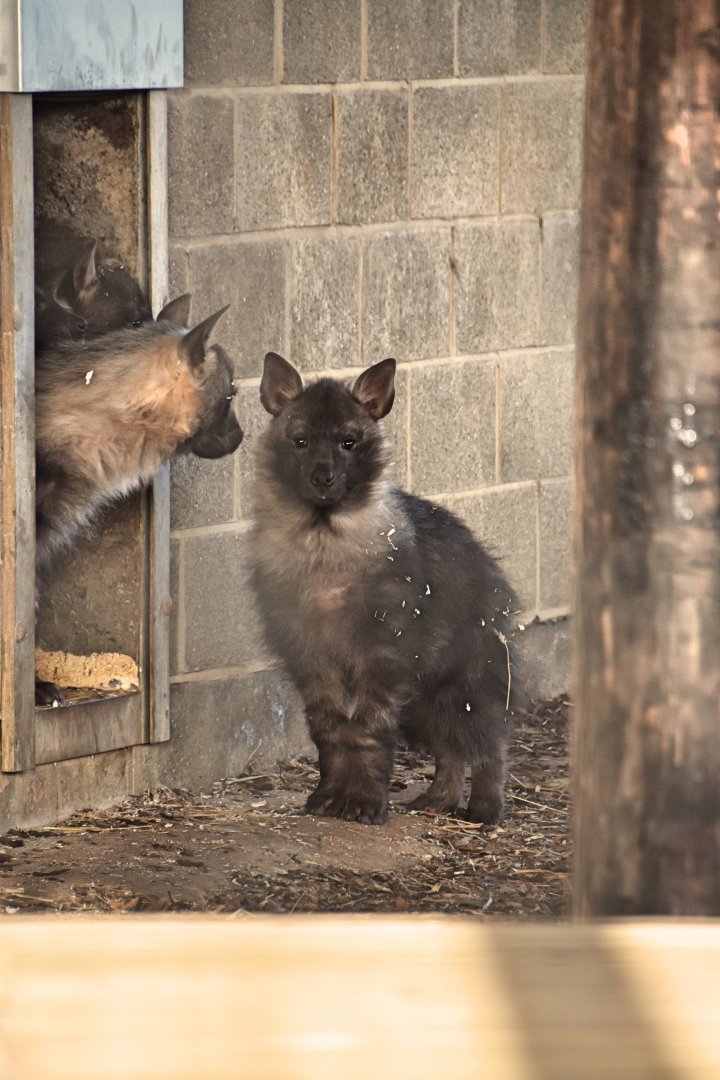 Hyena pups