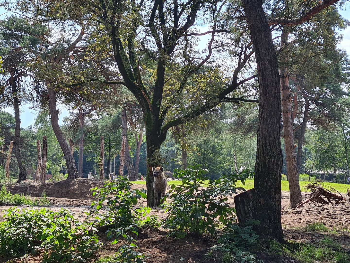 Hyena with Elephant valley in the background