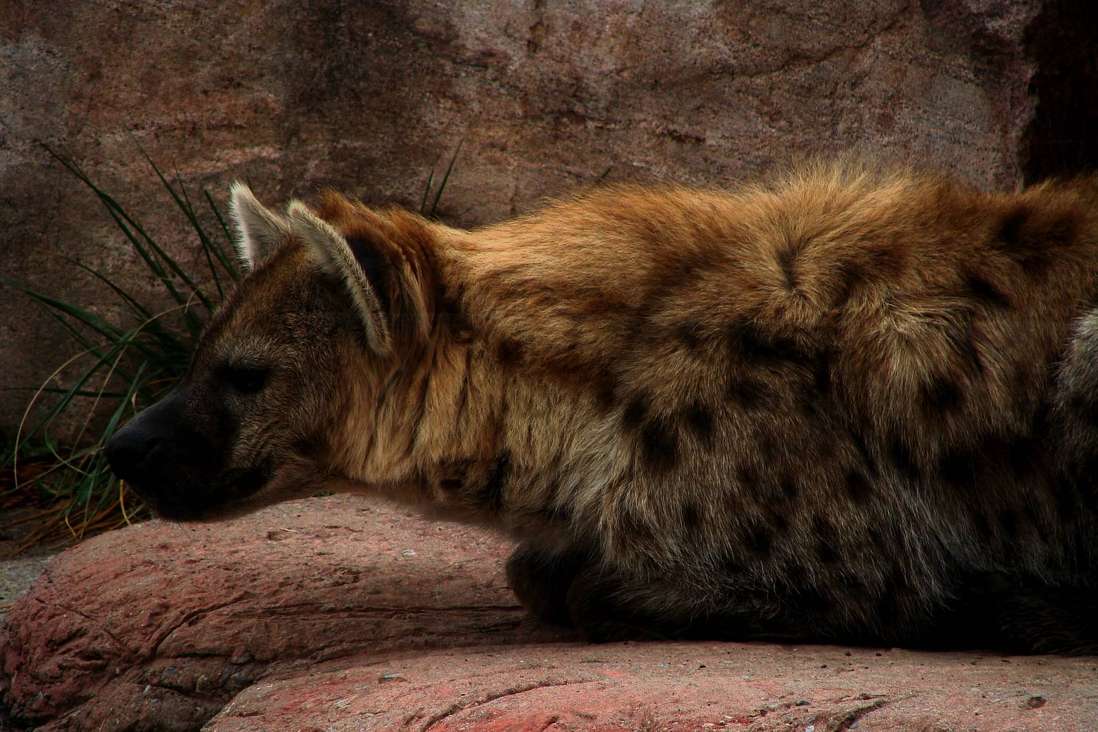 Hyena