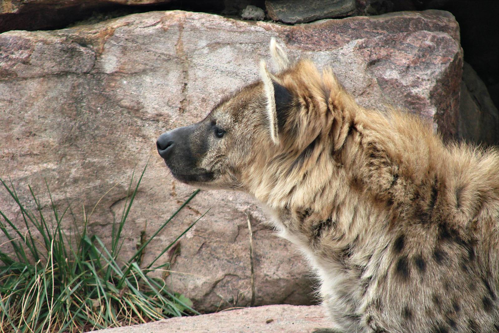 Hyena