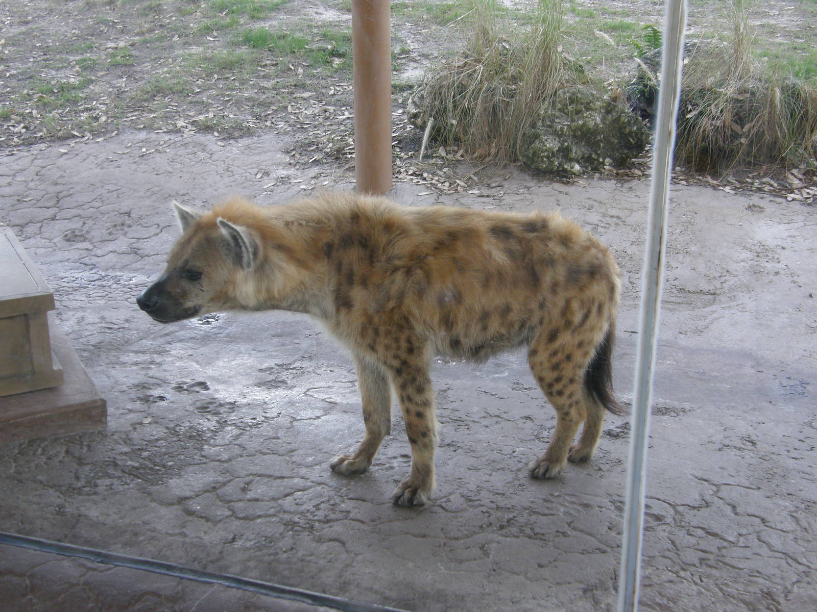 hyena