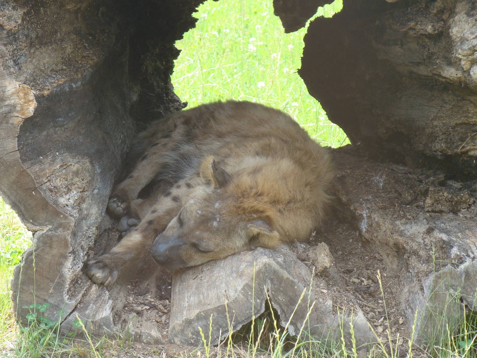 Hyena