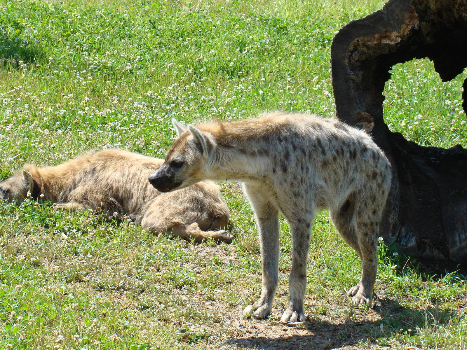 hyena