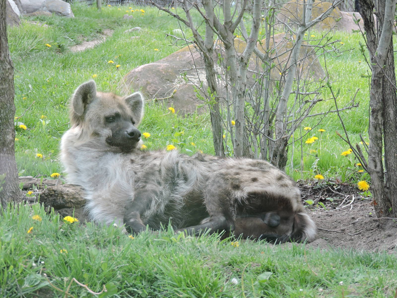 Hyena