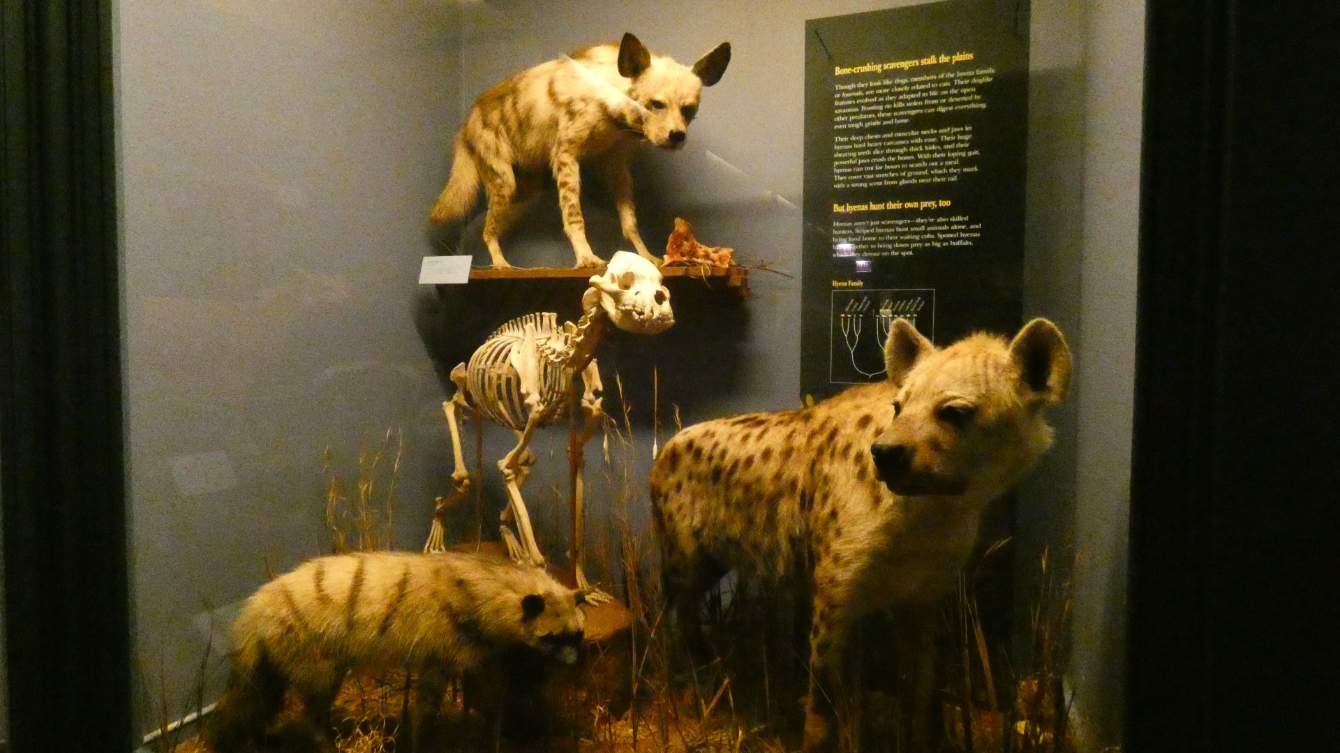 Hyenas, Animal Groups - Feb. 2022