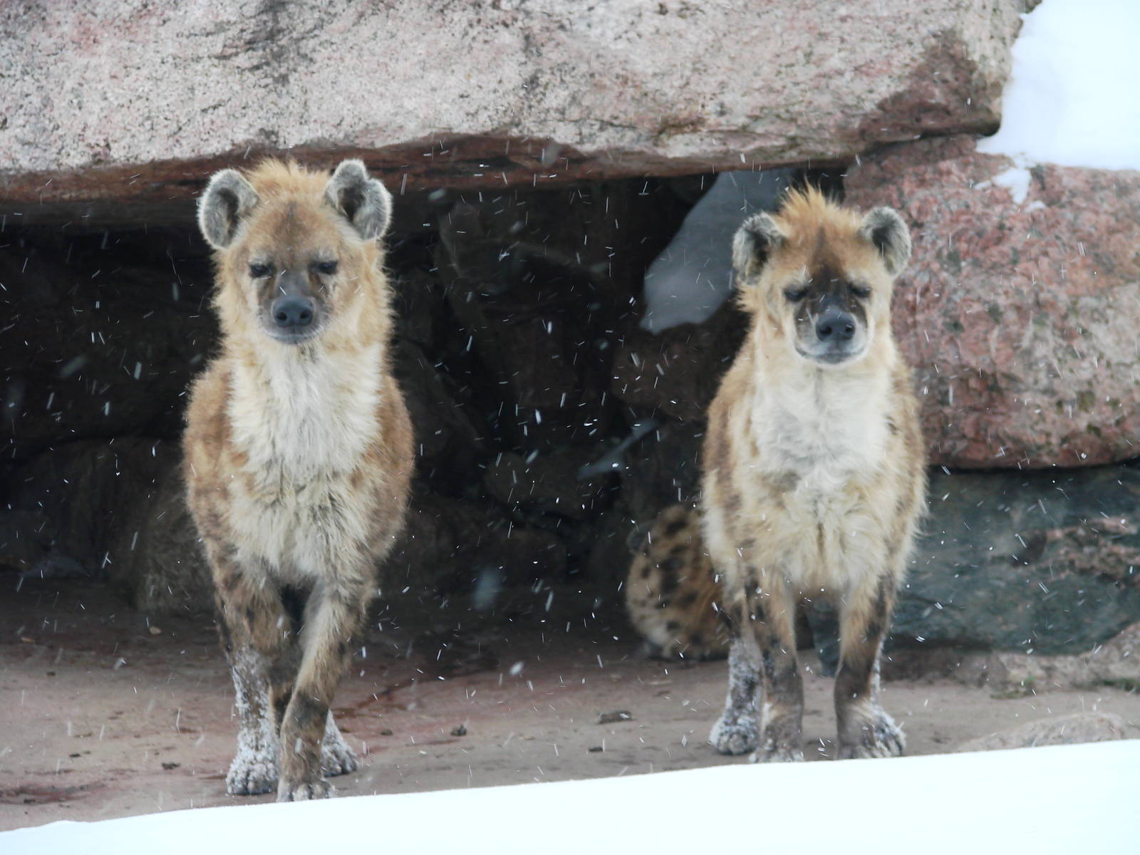 Hyenas in the snow