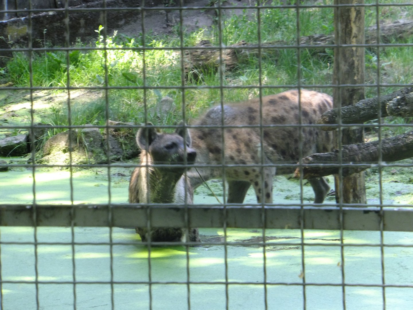 Hyenas in the water 1.