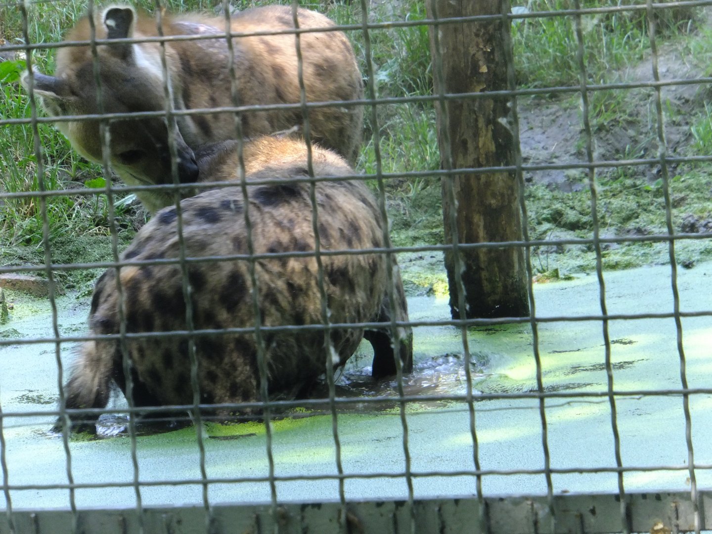 Hyenas in the water 2.