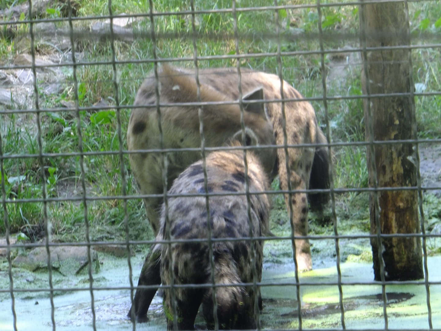 Hyenas in the water 3.