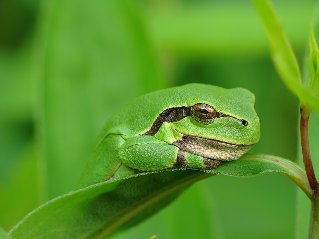 Hyla arborea 27.06.2013