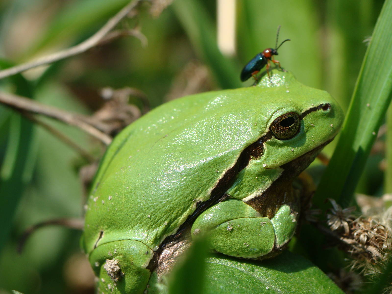Hyla arborea  6.04.2014