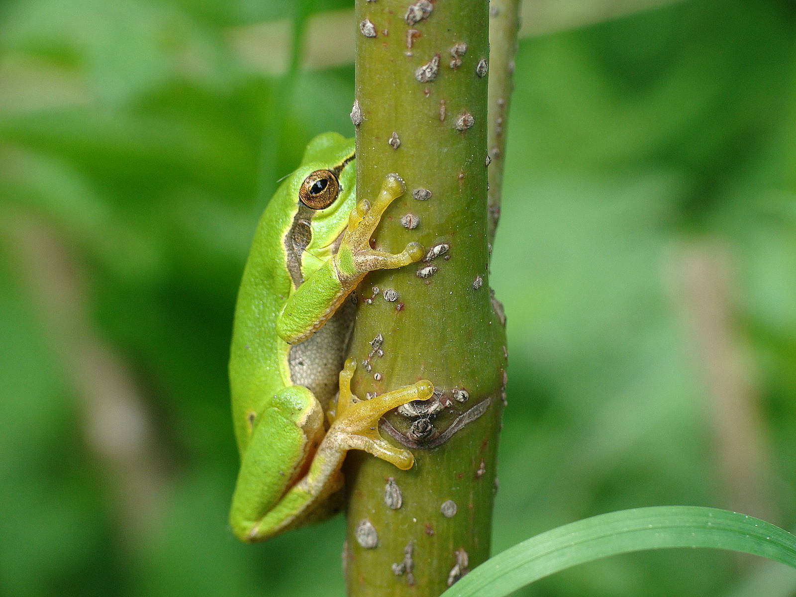 Hyla arborea
