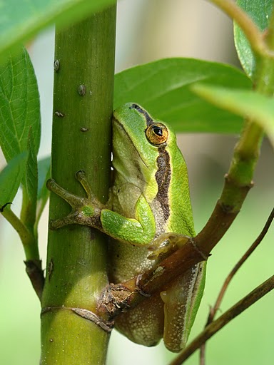 Hyla arborea