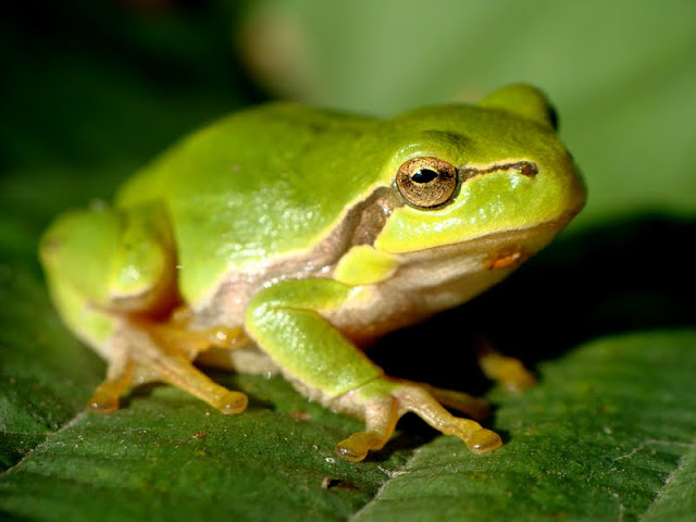 Hyla arborea