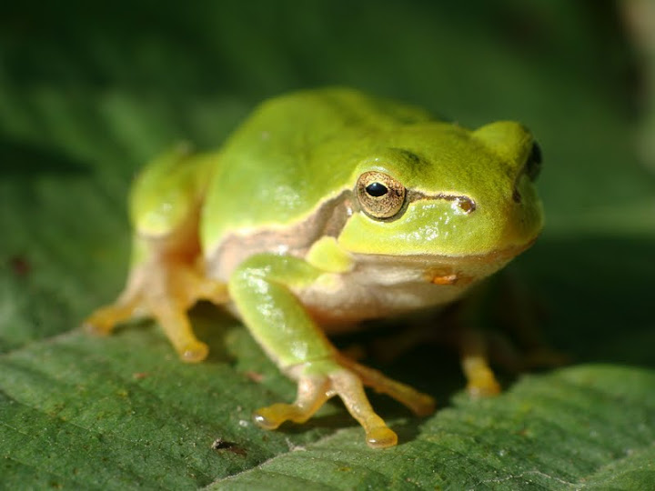 Hyla arborea
