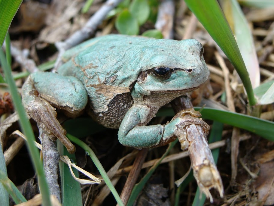 Hyla arborea