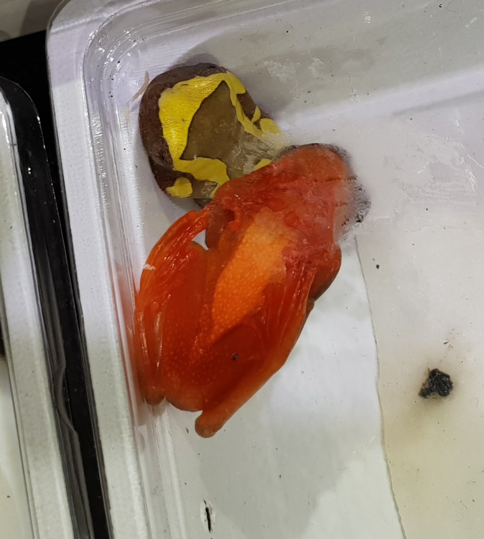 Hyla leucophyllata - underside