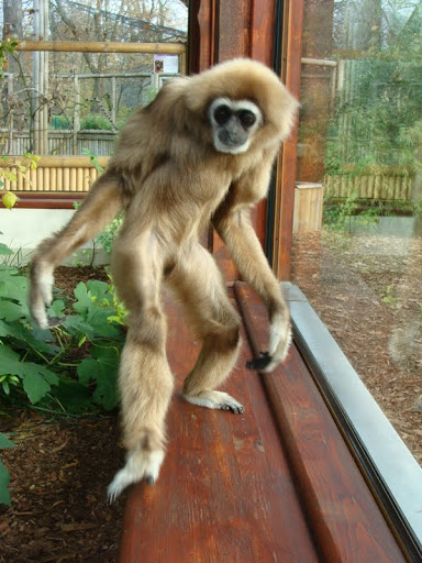 Hylobates lar
