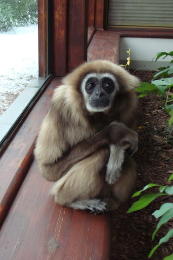 Hylobates lar