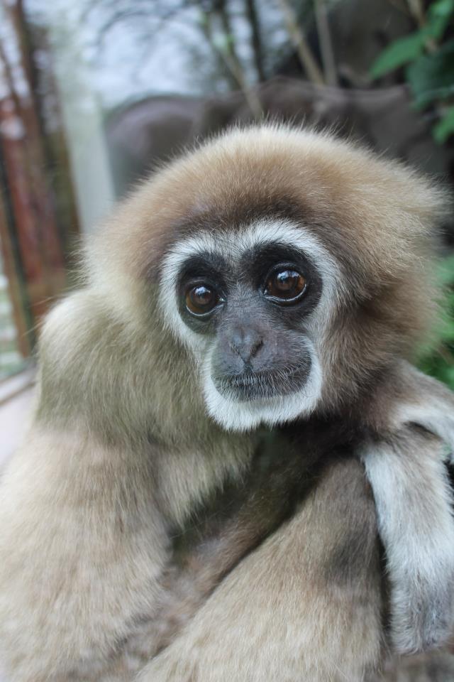 Hylobates lar