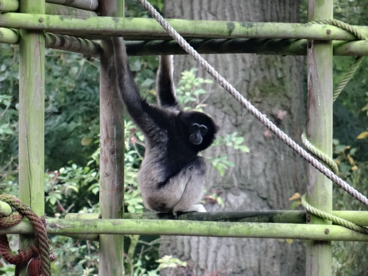 Hylobates lar