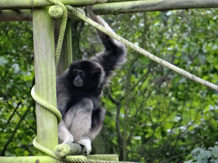 Hylobates lar