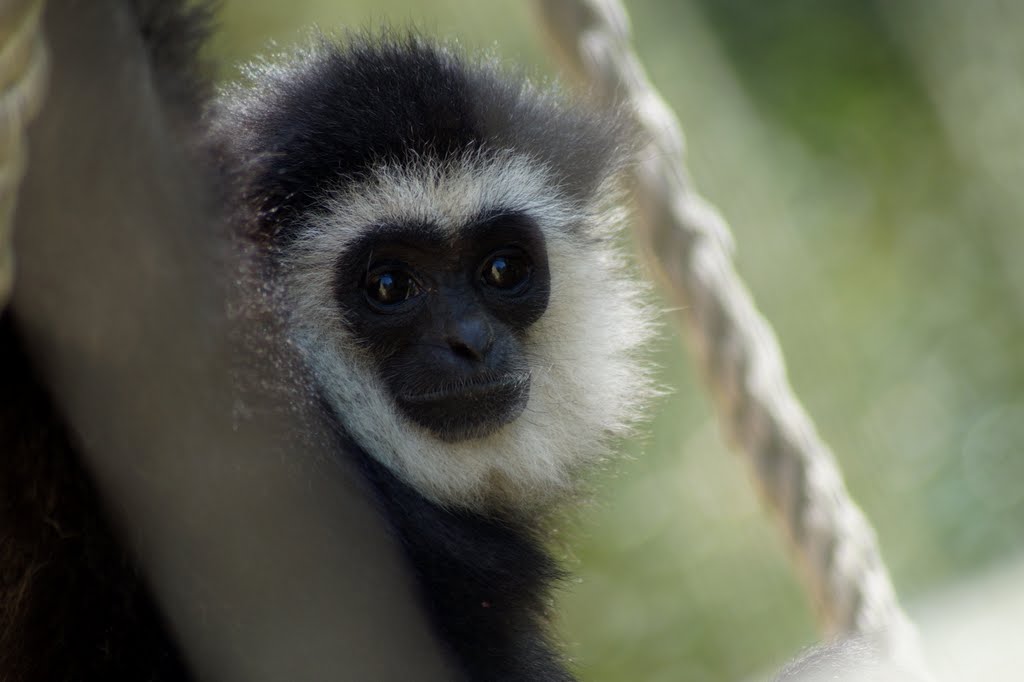 Hylobates lar