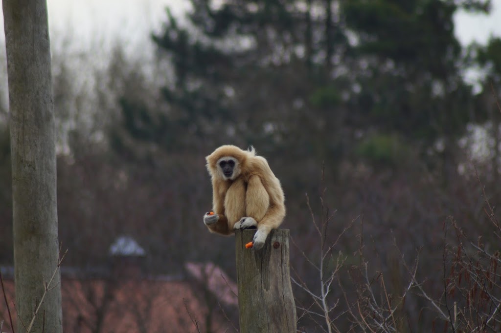 Hylobates lar