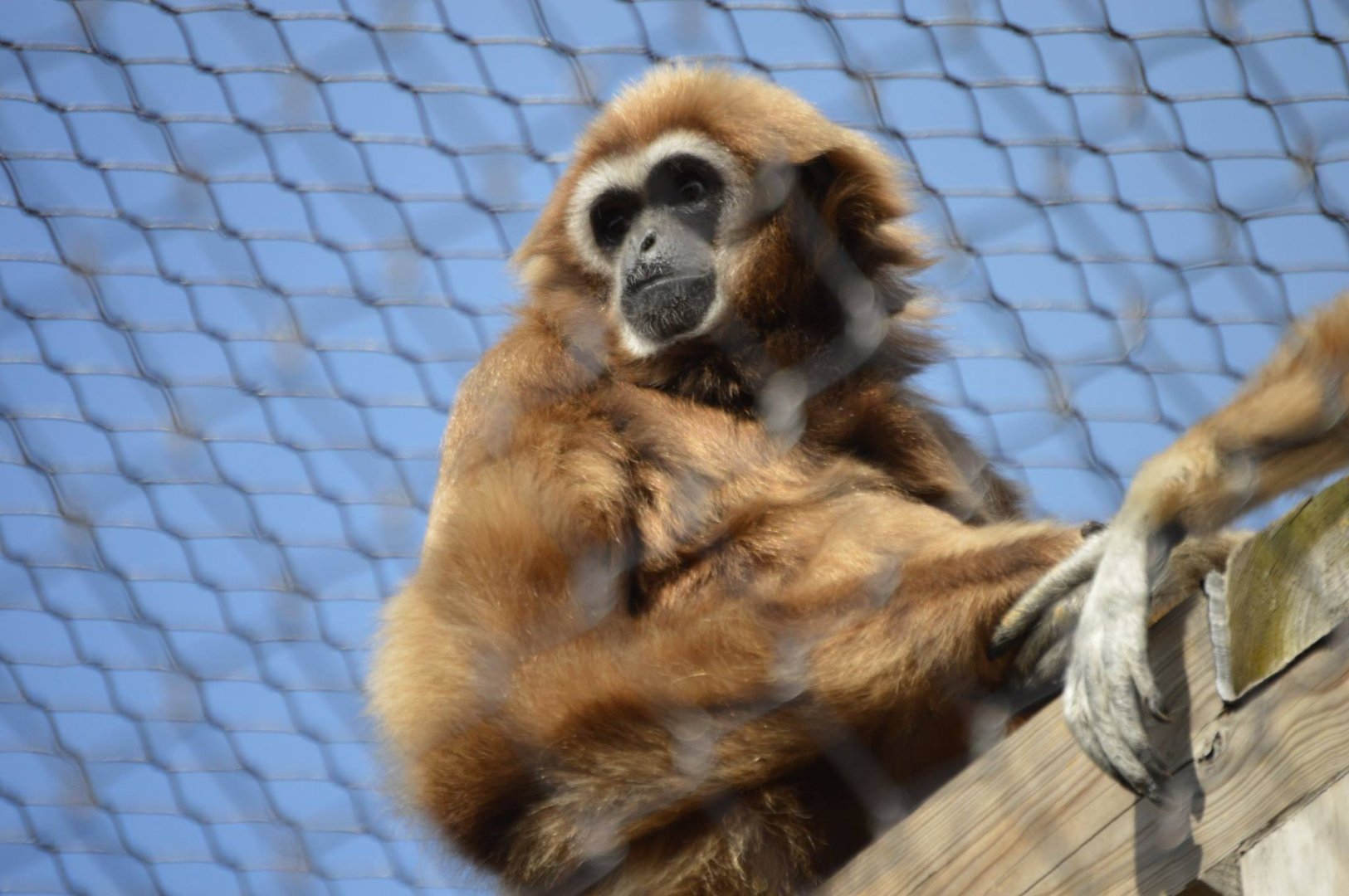 Hylobates lar