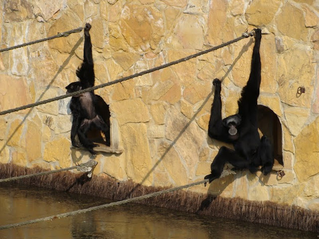 Hylobates syndactylus