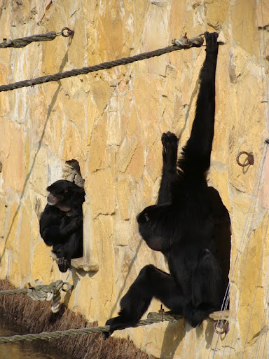 Hylobates syndactylus