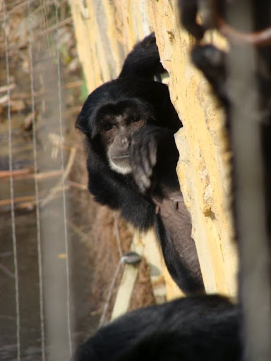 Hylobates syndactylus