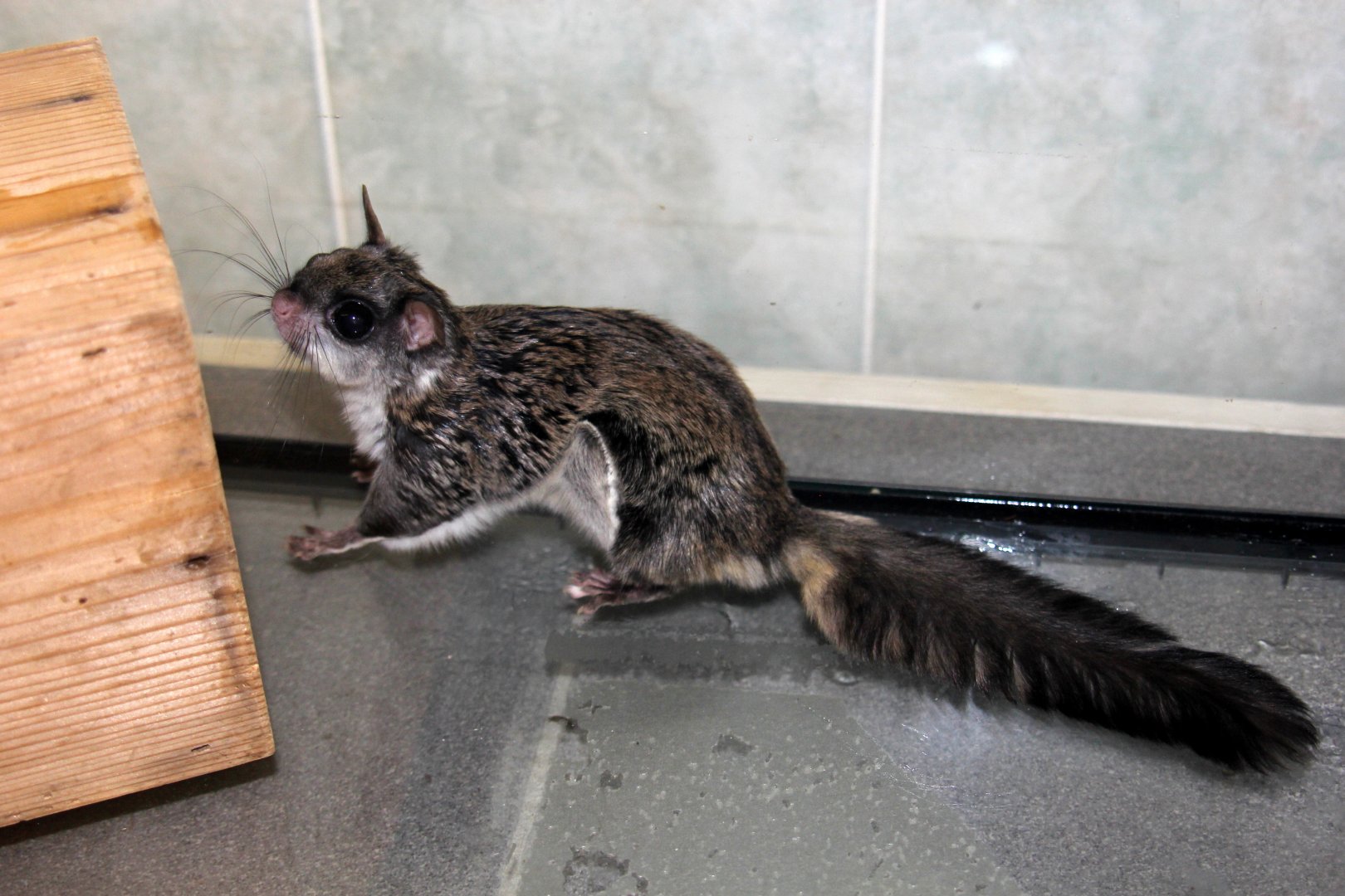 (Hylopetes alboniger) Particoloured flying squirrel